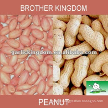 red skin peanut kerels